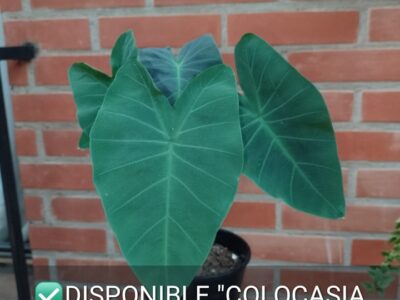 Colocasia Azul