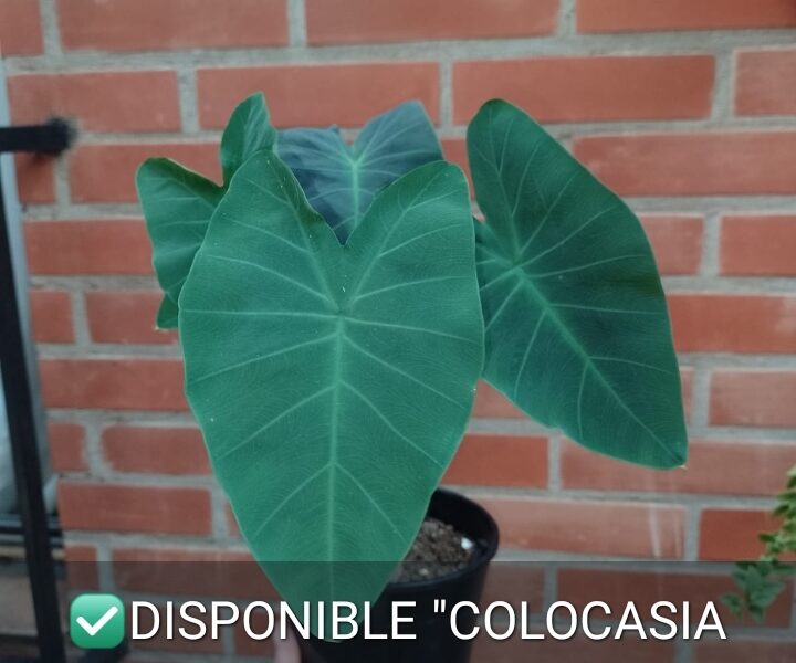 Colocasia Azul