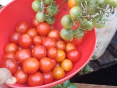 Productos de huerta orgánica