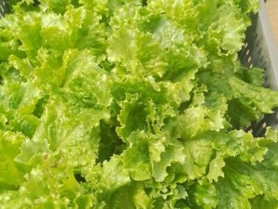 Productos de huerta orgánica