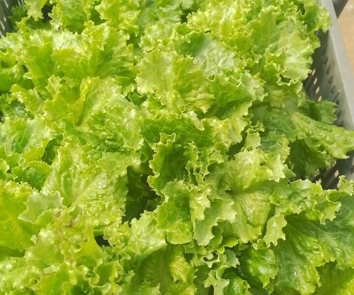 Productos de huerta orgánica