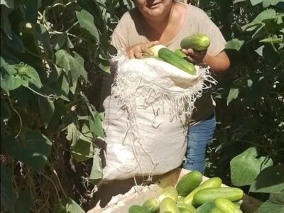 Productos de huerta orgánica