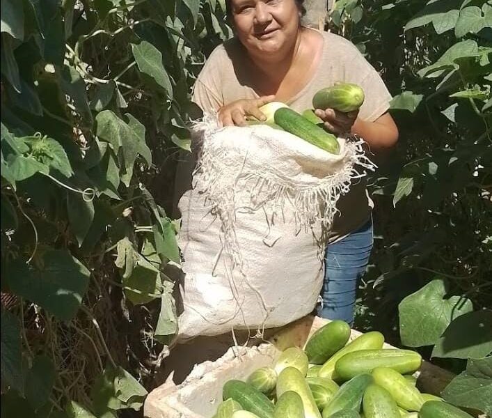 Productos de huerta orgánica