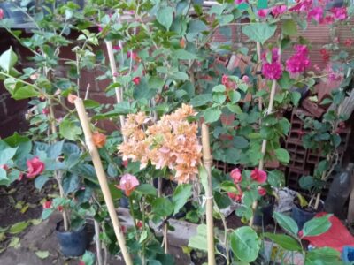 Plantas florales interior / exterior