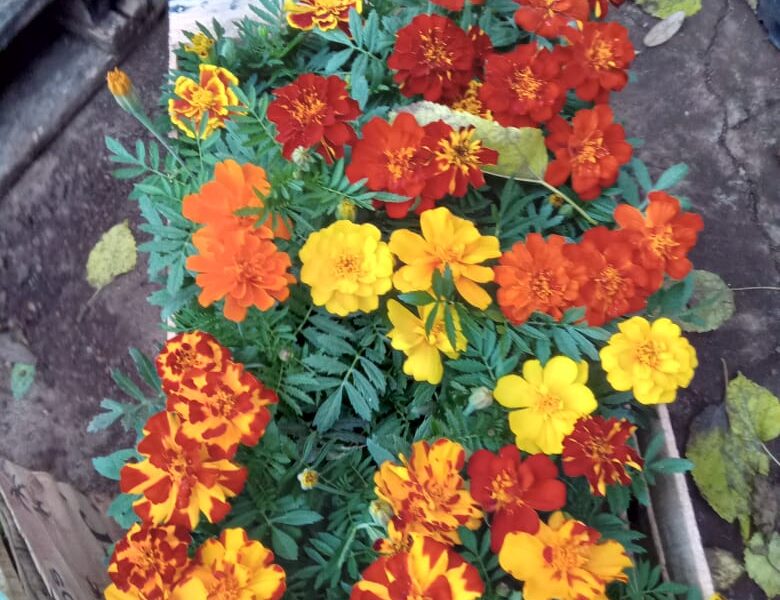 Plantas florales interior / exterior