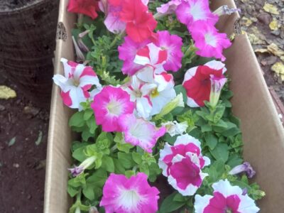 Plantas florales interior / exterior