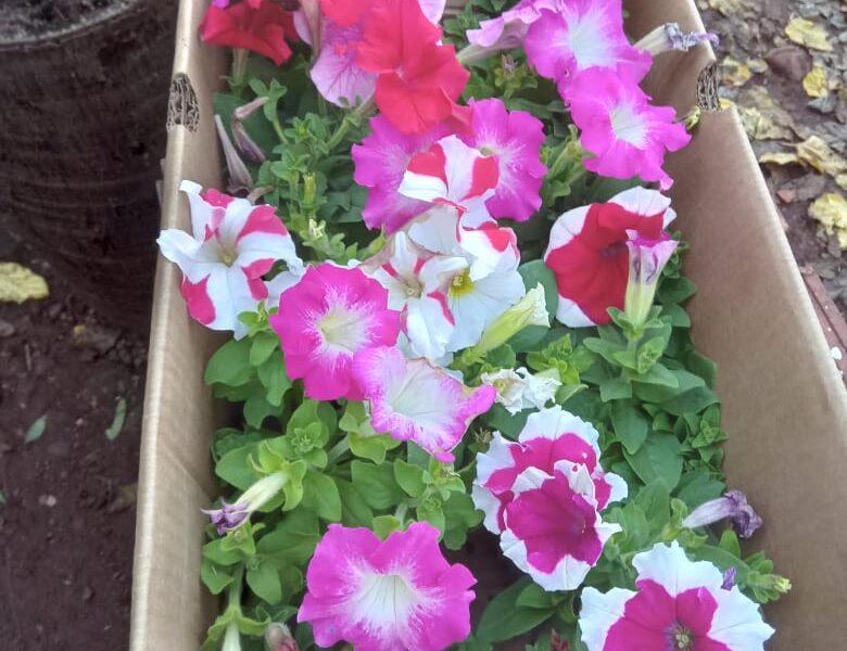 Plantas florales interior / exterior