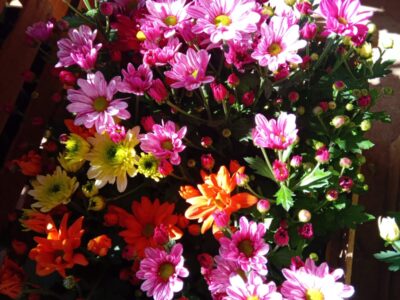 Plantas florales interior / exterior