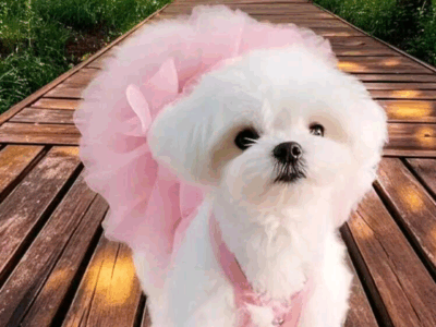 Vestido para tus mascotas