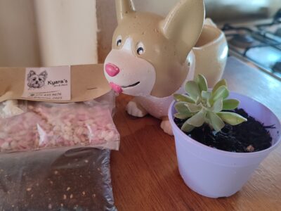 Macetas de cemento con diseños divertidos! (Ani-macetas)